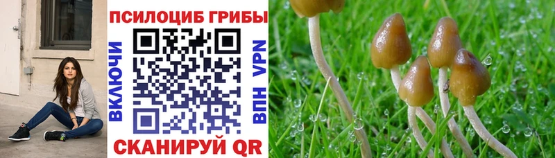 Галлюциногенные грибы Psilocybine cubensis  kraken рабочий сайт  Норильск  купить  